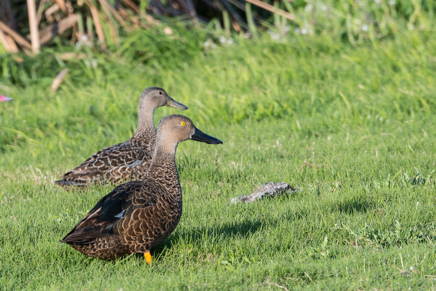 Canard de Smith (Cape shoveler, Anas smithii), couple, Strandfontein sewer works, Cape town.